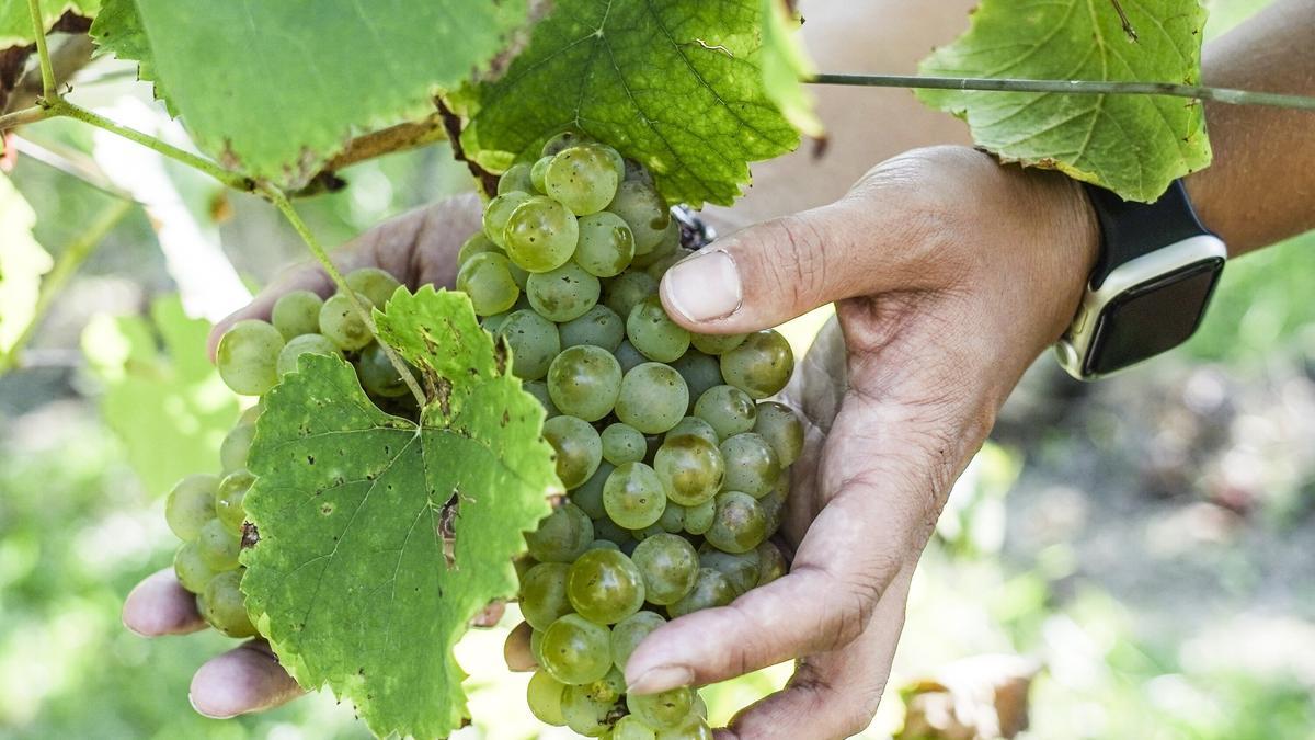 Imagen de un racimo de uvas en los viñedos de la Bodega Magalarte