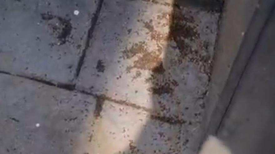 Vídeo de chinches en una casa de Gorraiz