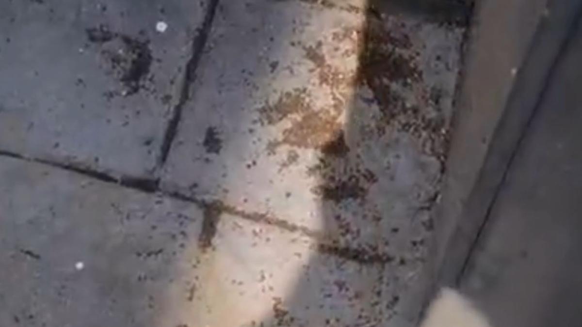 Imagen de las chinches de Gorráiz.