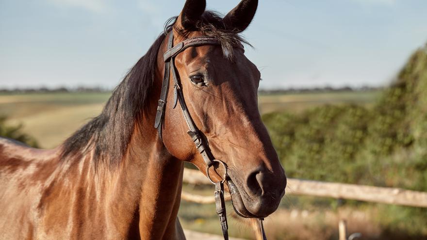 El sorprendente “doble sonido” oculto en el relincho de los caballos