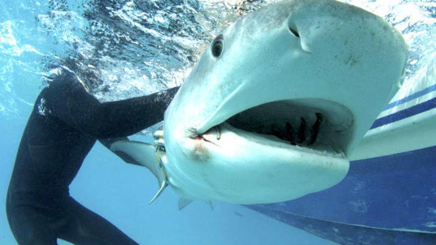 Discovery Channel  celebra otra edición de la ‘Shark Week’