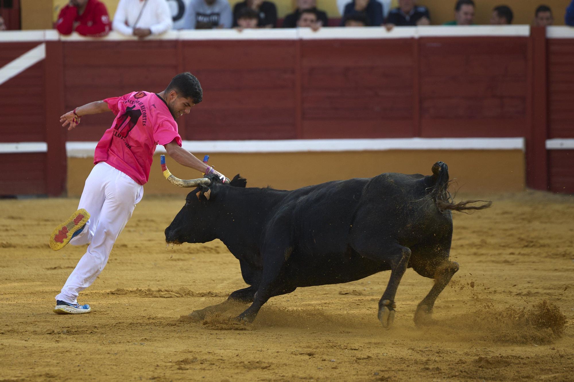 Suelta de vaquillas en las fiestas de Tudela (viernes 25 de julio de 2025)