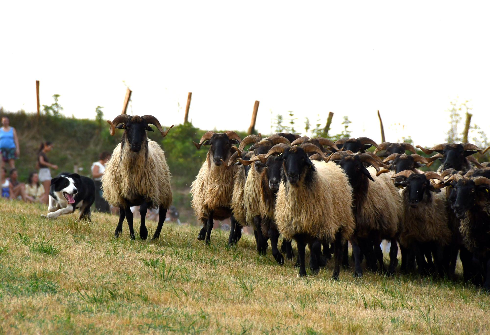 perro amaiur (5).JPG