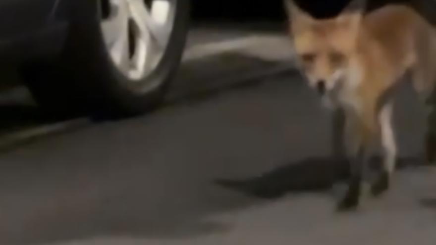 Encuentran un zorro paseando de madrugada por Galdakao