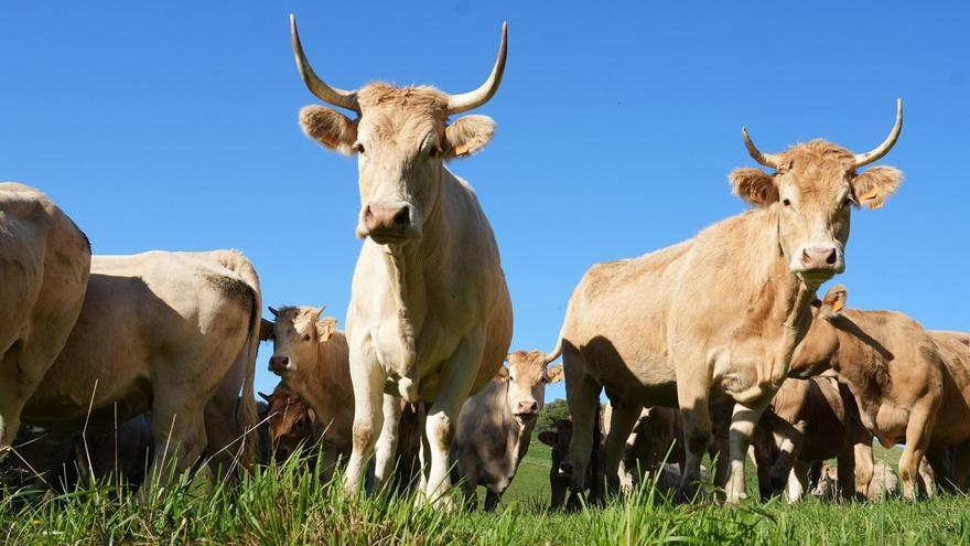 El pastoreo tradicional quiere abrirse paso en Gorbeialdea
