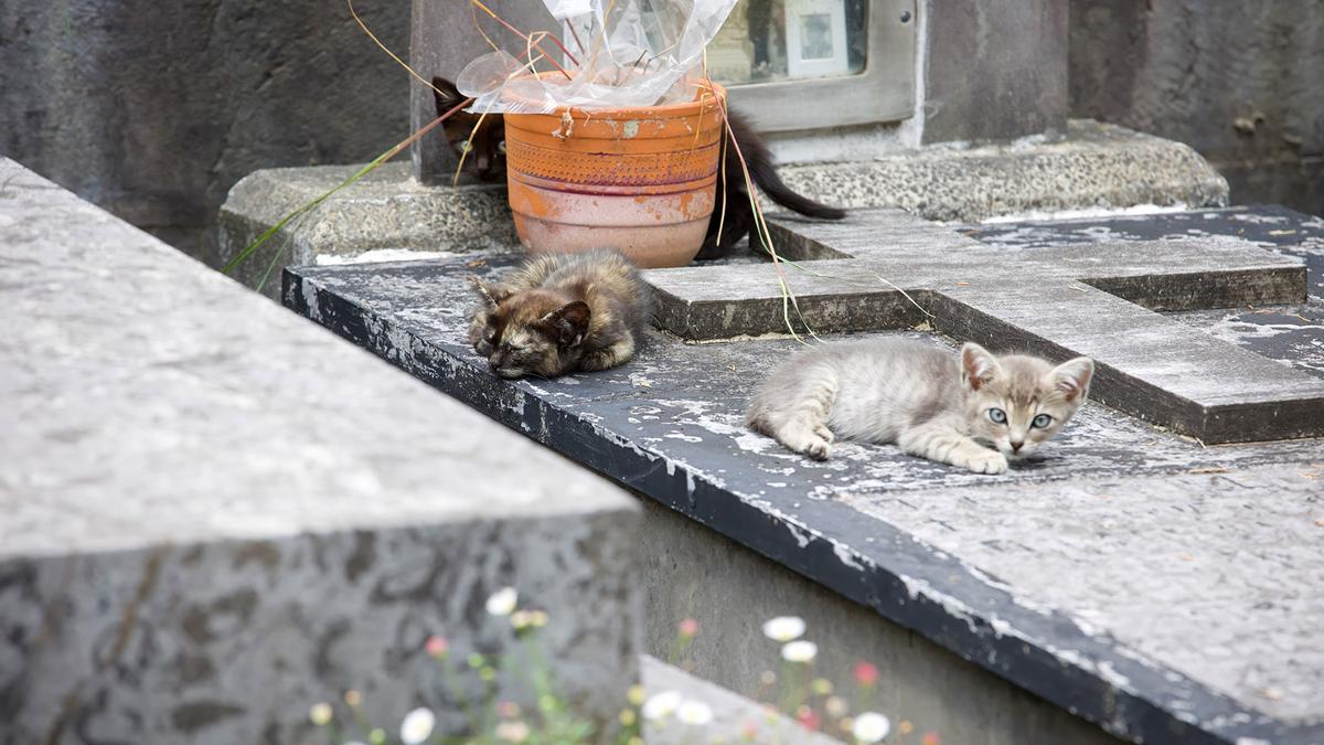 Varios gatos sobre una sepultura en el cementerio de Bilbao. Varios gatos sobre una sepultura en el cementerio de Bilbao.