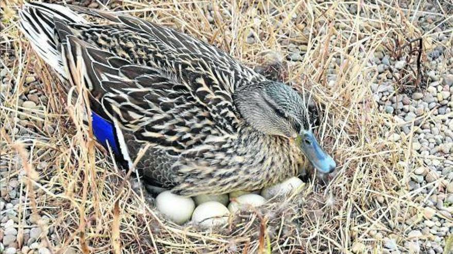 Una pata incubando sus doce huevos