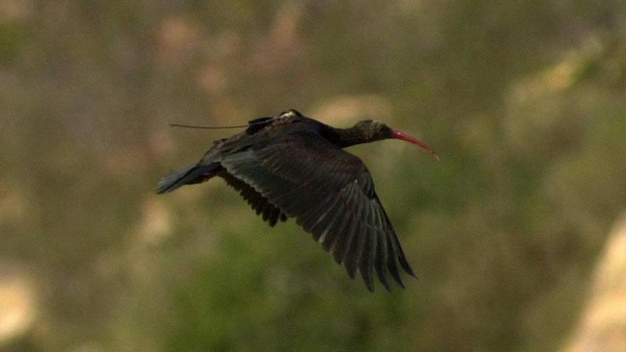 Avistado por primera vez en Navarra un ibis eremita
