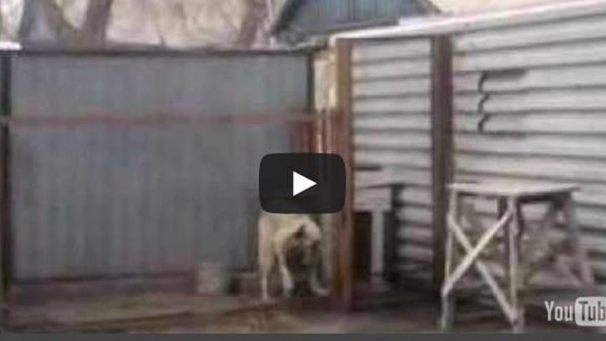 Un simpático perro baila al ritmo de Modern Talking