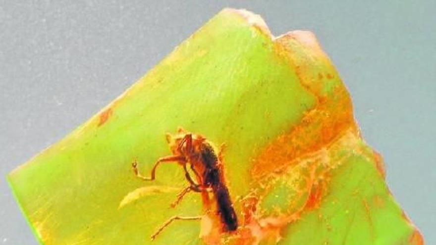 Un largo insecto atrapado durante siglos