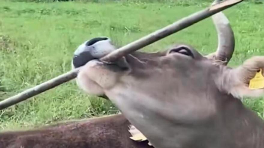 ‘Veronika’, la primera vaca de la historia en utilizar herramientas: los científicos no se lo pueden creer