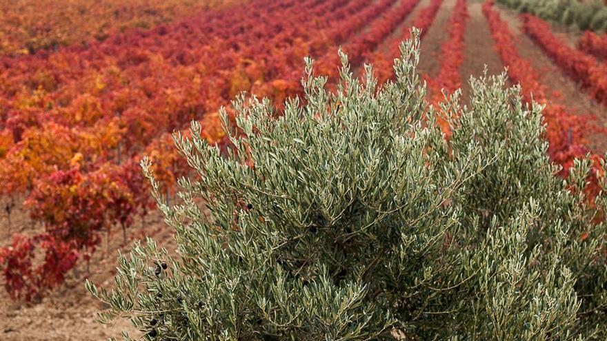 Almazara de Lantziego, un trujal con historia por descubrir en la Rioja Alavesa