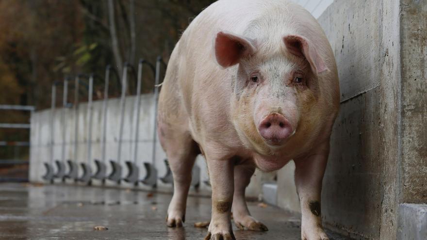 Poxpolin reinará en Donostia en Santo Tomas