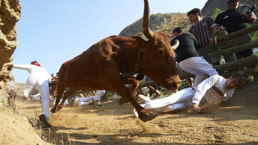 Quinto encierro de El Pilón de Falces 2026, en directo, con vacas de Eulogio Mateo