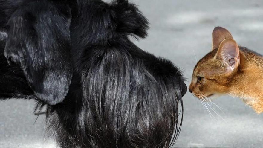 Como el perro y el gato.