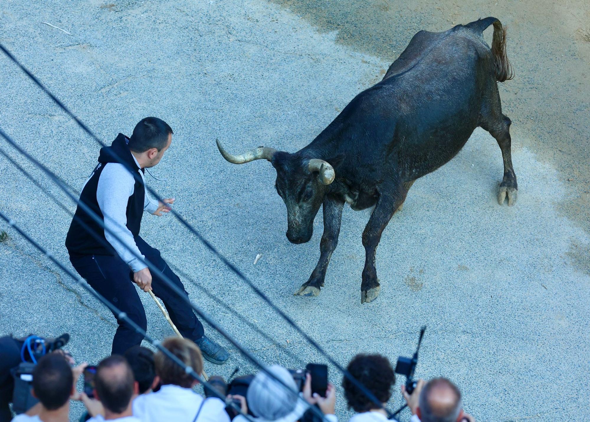 Fotos del último encierro del Pilón de Falces 2025