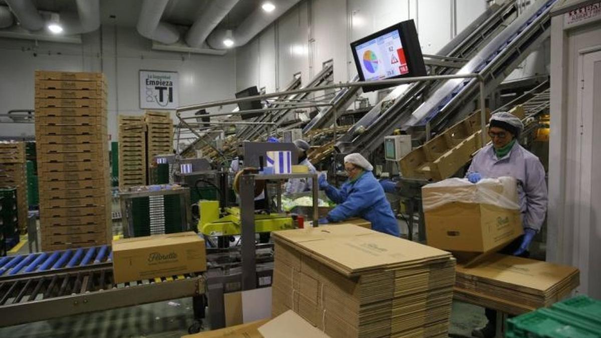 Trabajadoras en una empresa agroalimentaria de Navarra. Trabajadoras en una empresa agroalimentaria de Navarra.