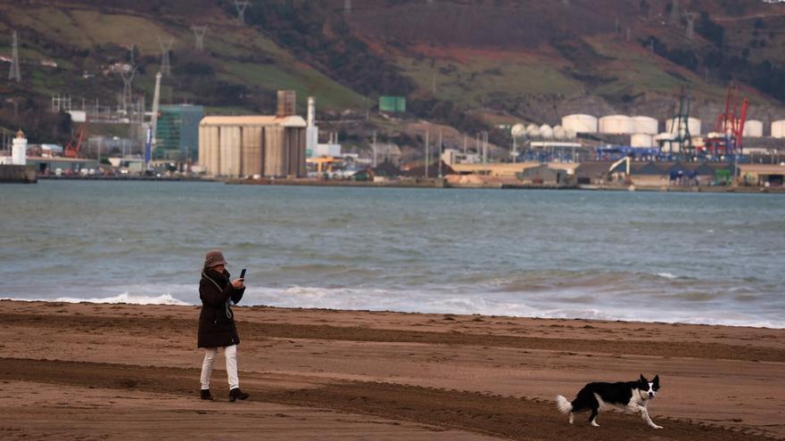 Aparecen alrededor de 500 frailecillos, la mayoría muertos, en la costa vasca