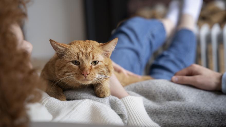 Los gatos domésticos, aliados inesperados para comprender el cáncer de mama