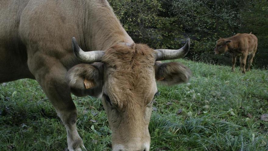 EHNE-Nafarroa apoya la vacunación preventiva de la dermatosis nodular contagiosa