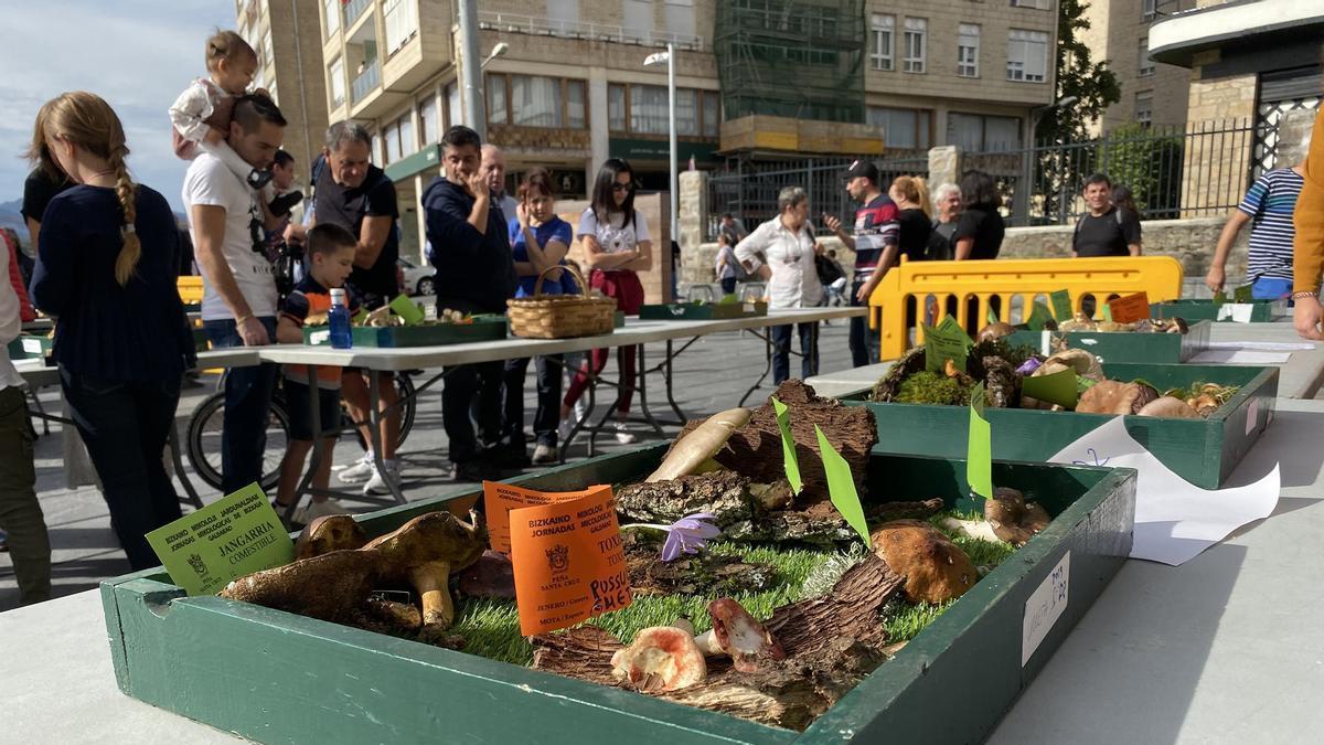 La Peña Santa Cruz de Galdakao organiza sus arraigadas Jornadas Micológicas los días 6, 7 y 8 de noviembre