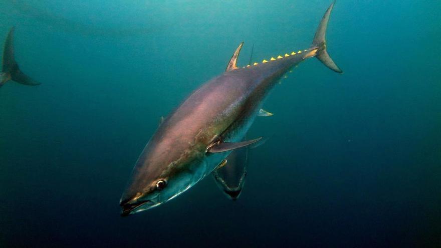 El atún rojo del Atlántico se desplazará hacia el norte como consecuencia del calentamiento del océano, según Azti