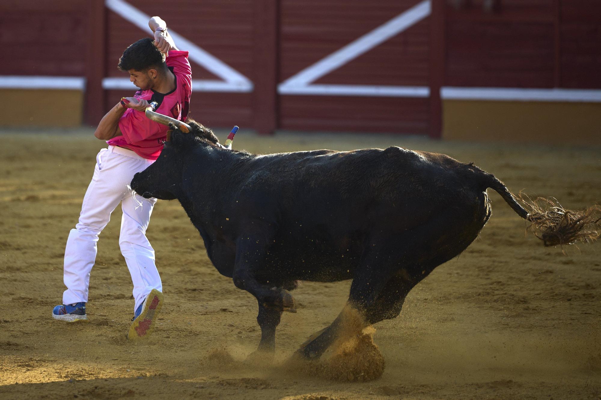 Suelta de vaquillas en las fiestas de Tudela (viernes 25 de julio de 2025)