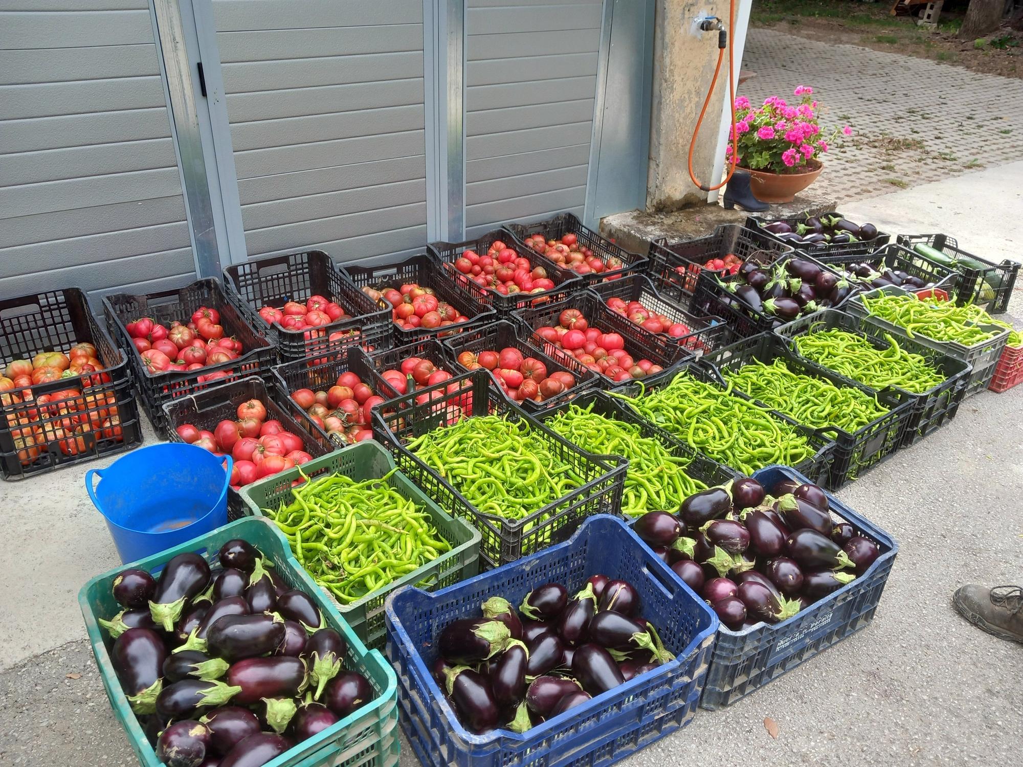 Verduras y hortalizas entregadas al Banco de Alimentos de Navarra