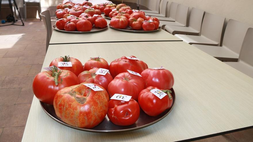 Aretxabaleta: a la caza del mejor tomate autóctono de Euskal Herria