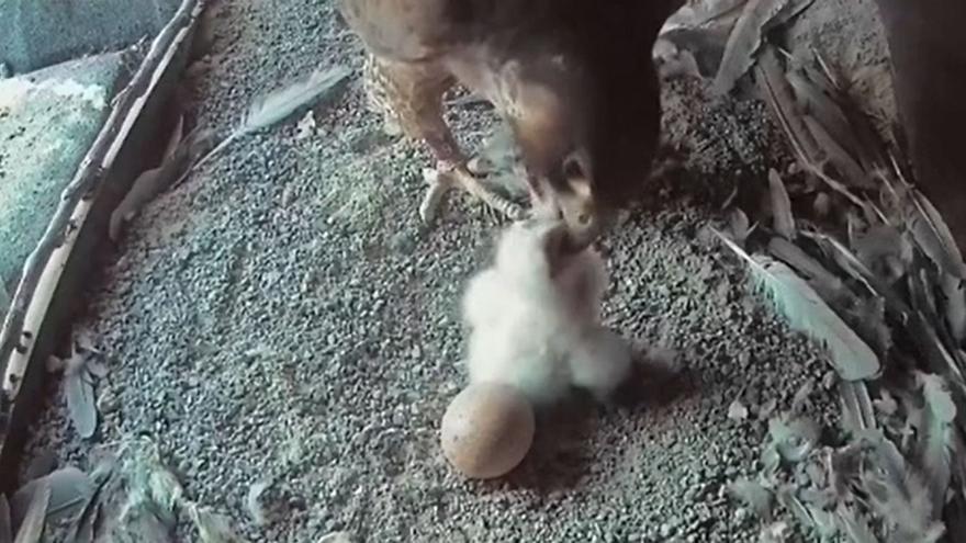 Tony y Mercedes, la pareja de halcones peregrinos anidada en Getxo, son padres