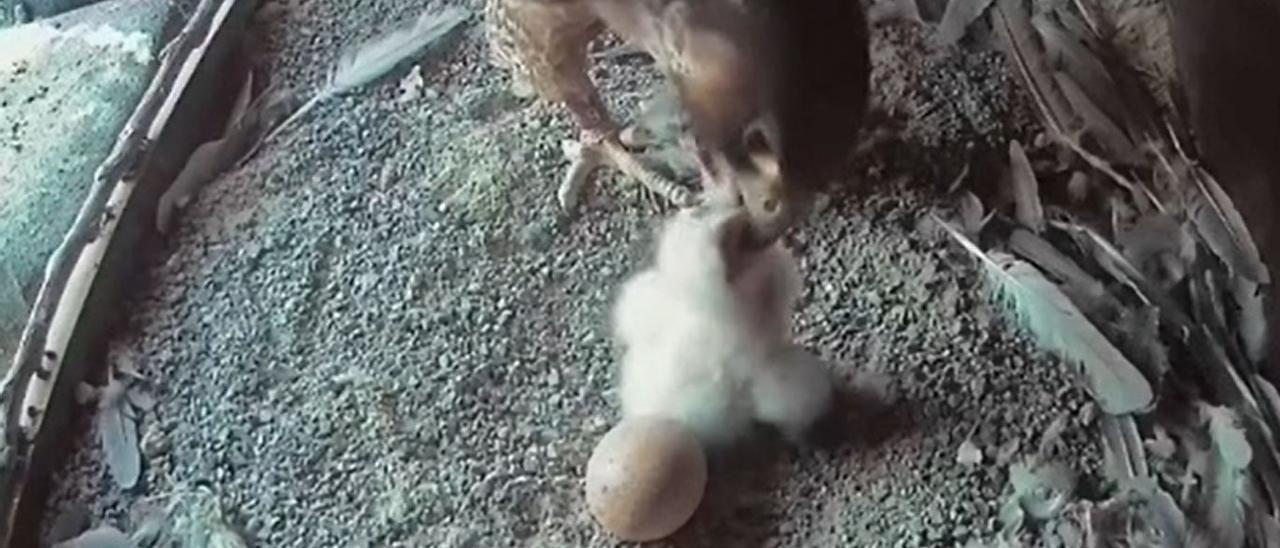 Nace la cría de la pareja de halcones peregrinos anidada en Getxo