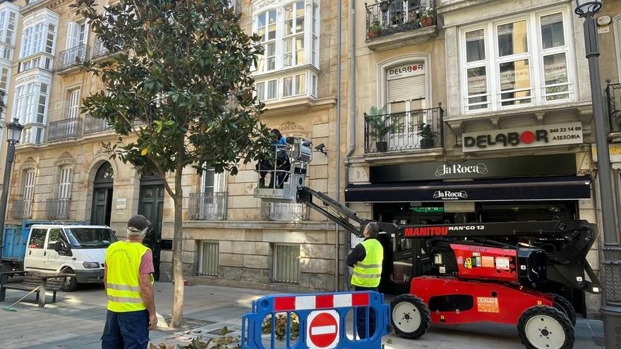 Gasteizko Udala Dato kaleko zuhaitzak inausten hasi da, kaleari argitasun eta ikuspen handiagoa emateko