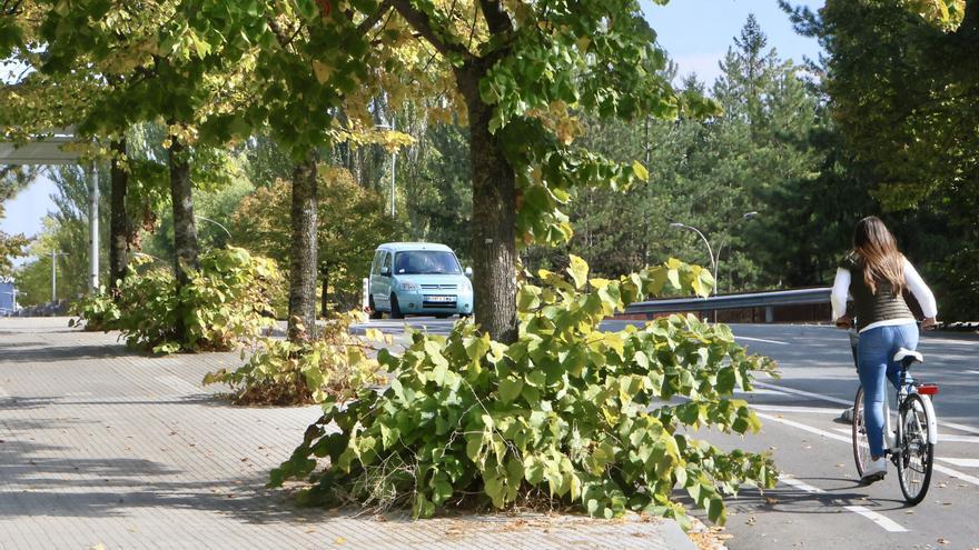 En imágenes: Vitoria-Gasteiz se prepara para adecentar el verde de la ciudad