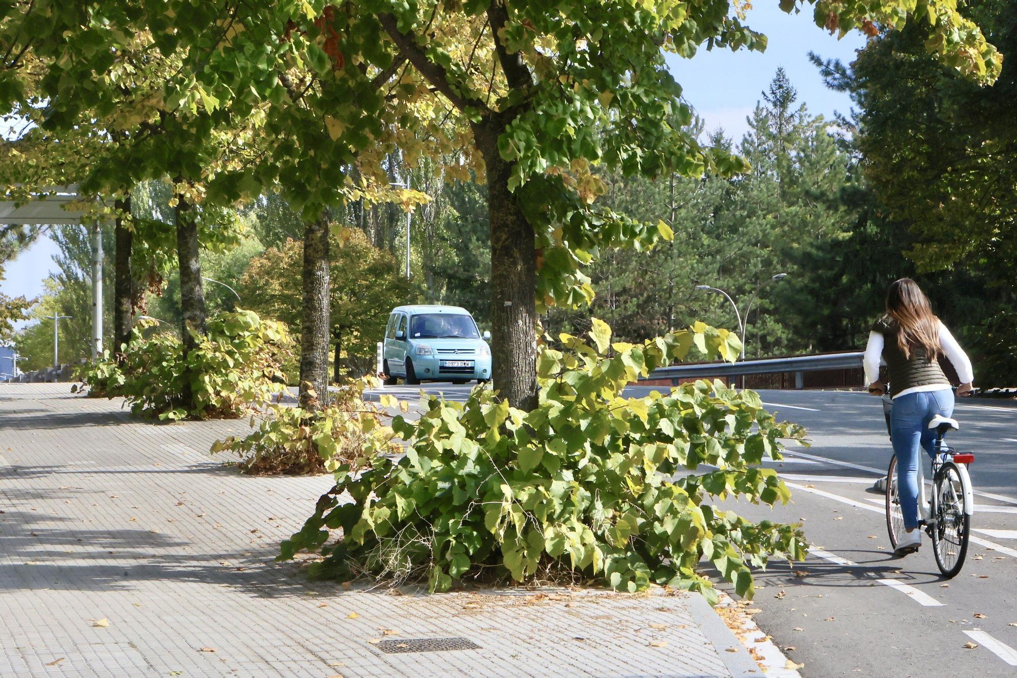 En imágenes: Vitoria-Gasteiz se prepara para adecentar el verde de la ciudad