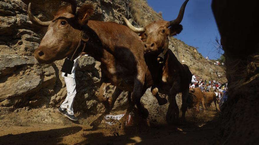 En directo, encierro de El Pilón de fiestas de Falces 2026 del martes 18 de agosto
