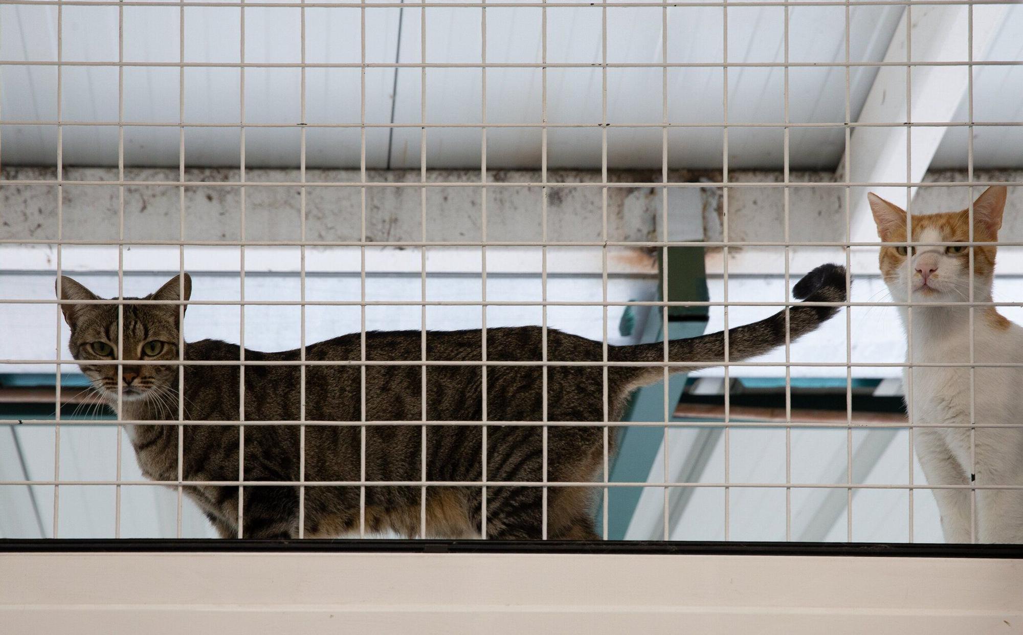 Fotos del Centro de Atención de Animales de Pamplona