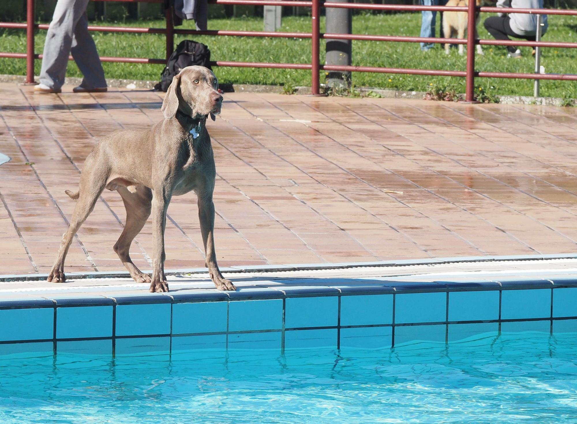 Las piscinas de Eibar han sido coto privado para los perros