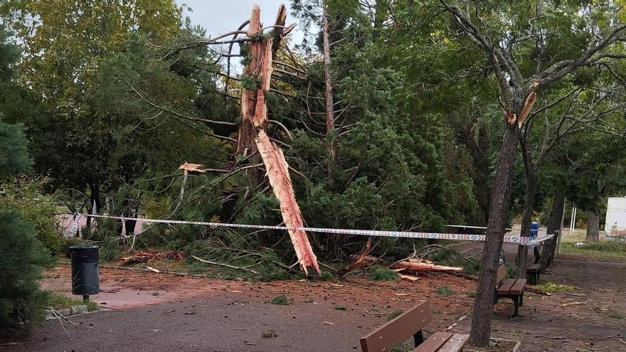 Un rayo parte una secuoya del parque de San Martín