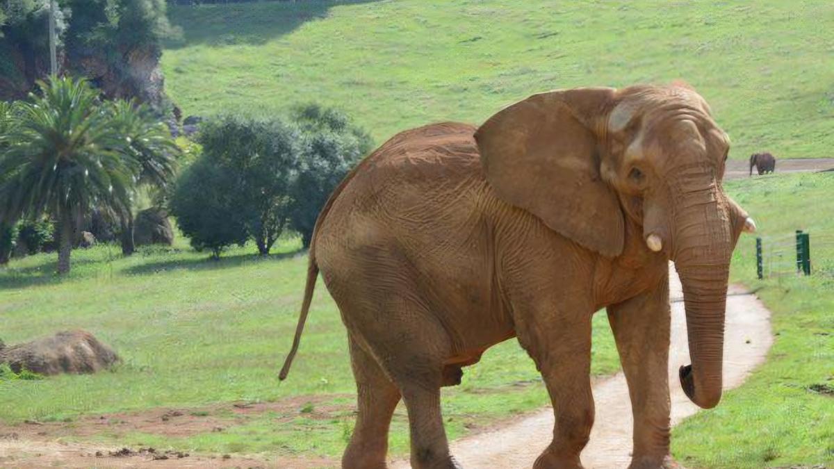 El elefante perdió la vida tras una pelea con su hijo