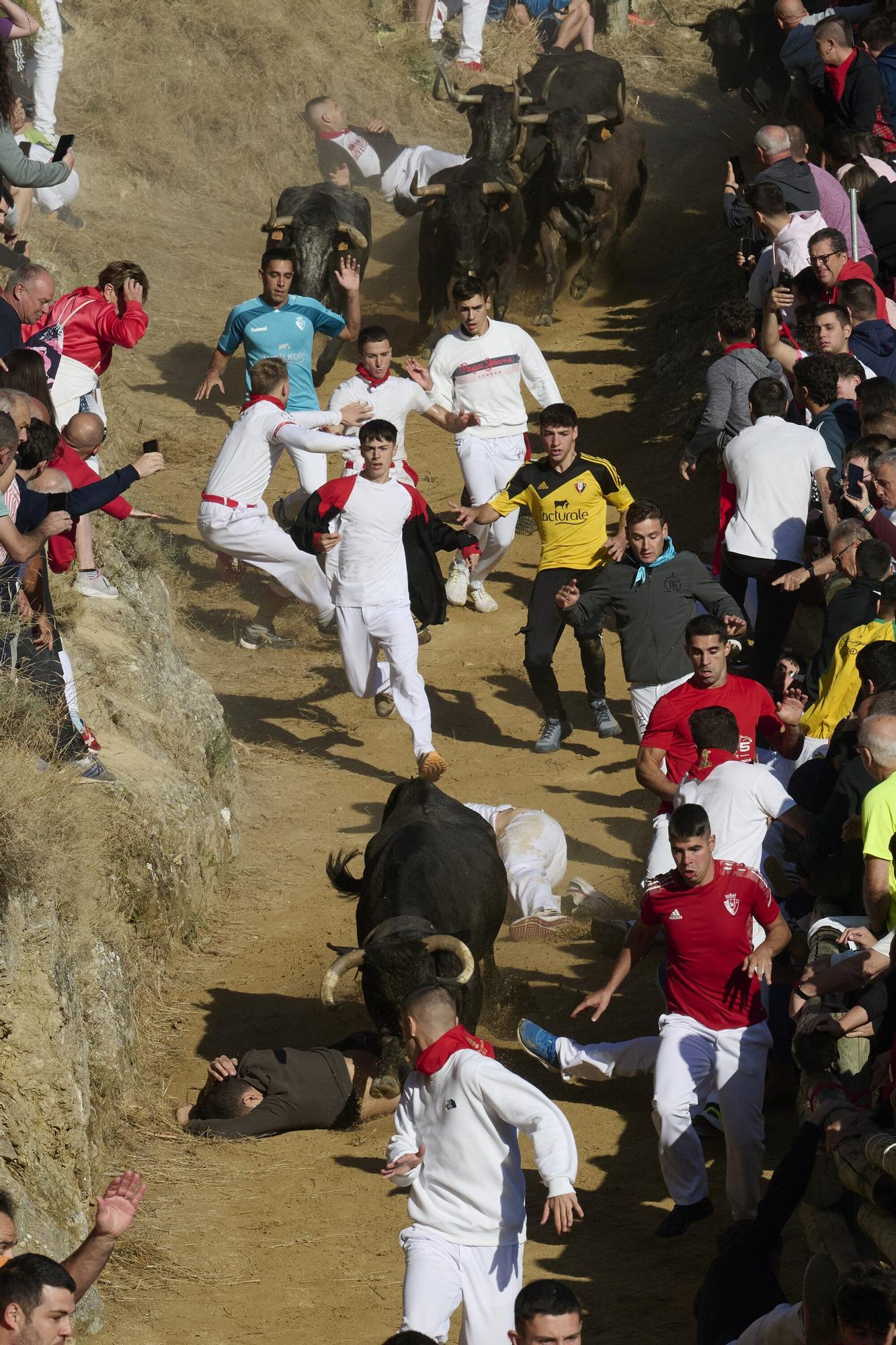 Fotos del penúltimo encierro del Pilón de Falces 2025