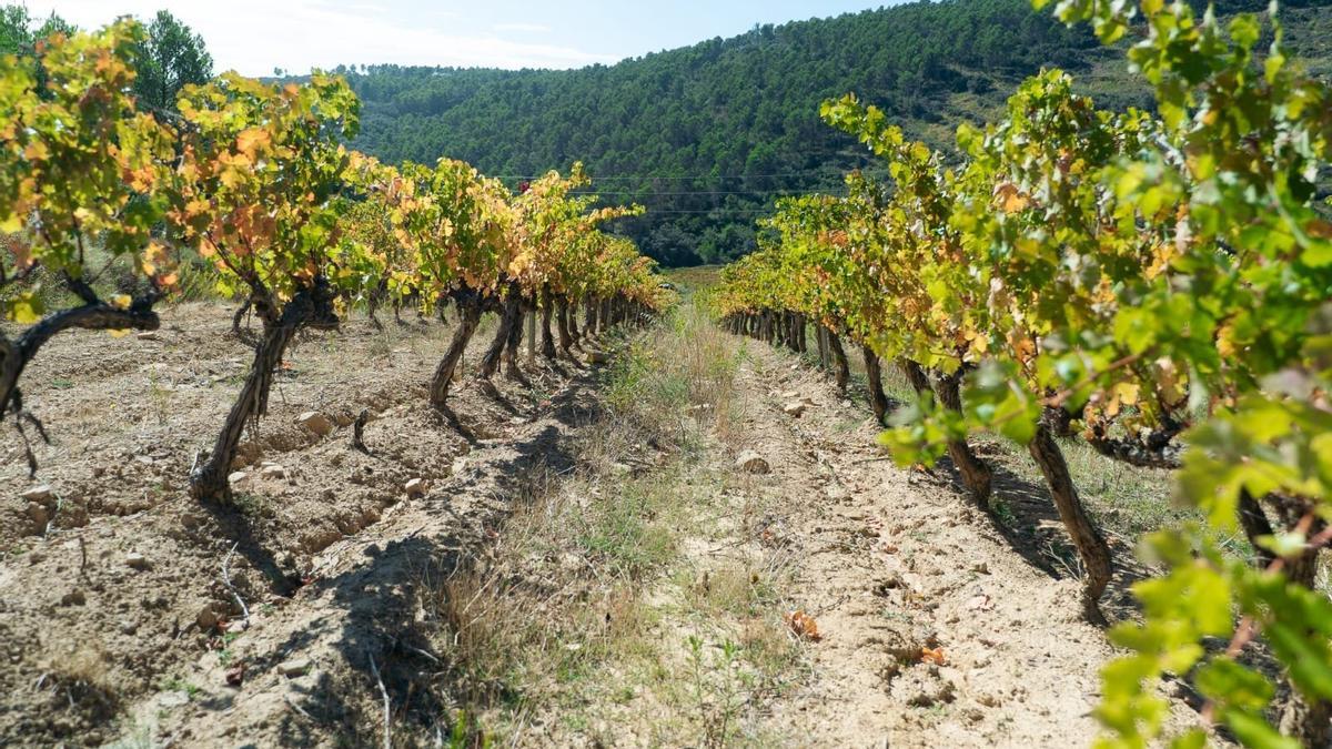 Viñedo de garnacha en San Martín de Unx.