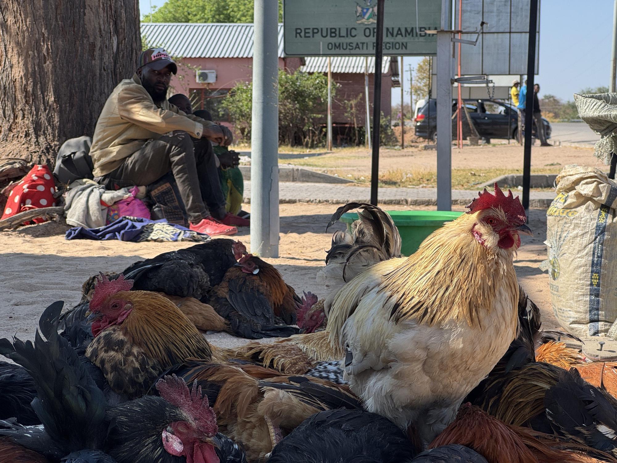 Aves en la frontera Calueque Namibia-Angola.
