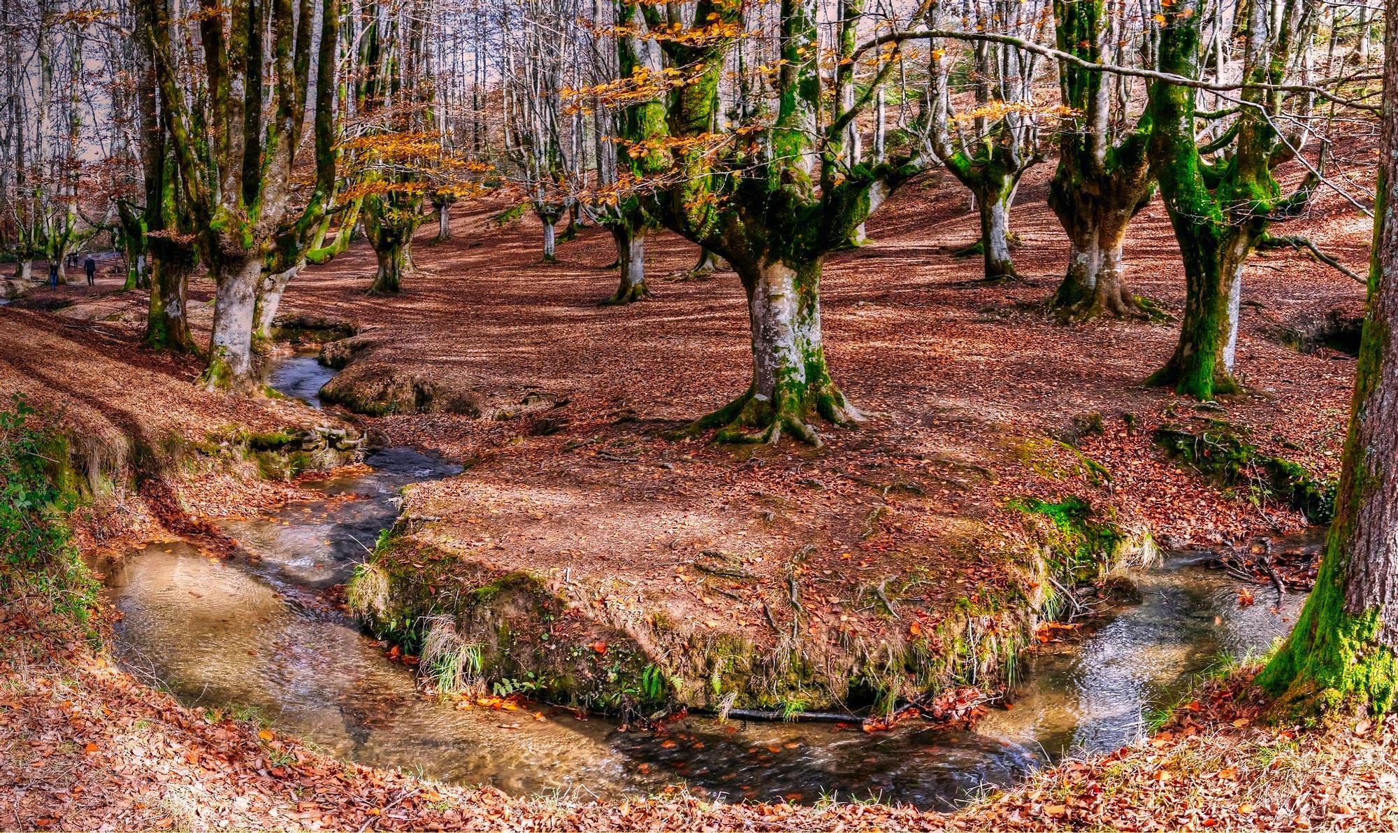 10OCTUBRE_DORA DIEZ BURZAKO-Hayedo de Otzarreta-.jpg