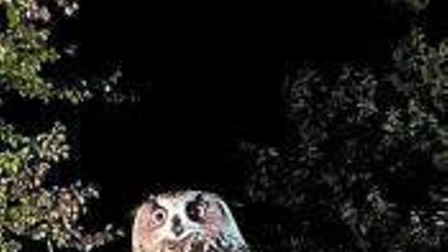 El programa de La 2 ‘¡Qué animal!’ recorre hoy la Selva de Irati