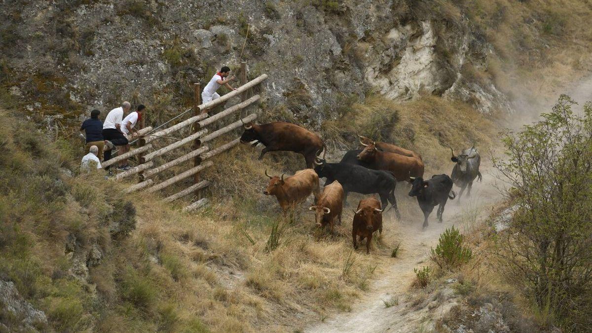 Las vacas se dan la vuelta