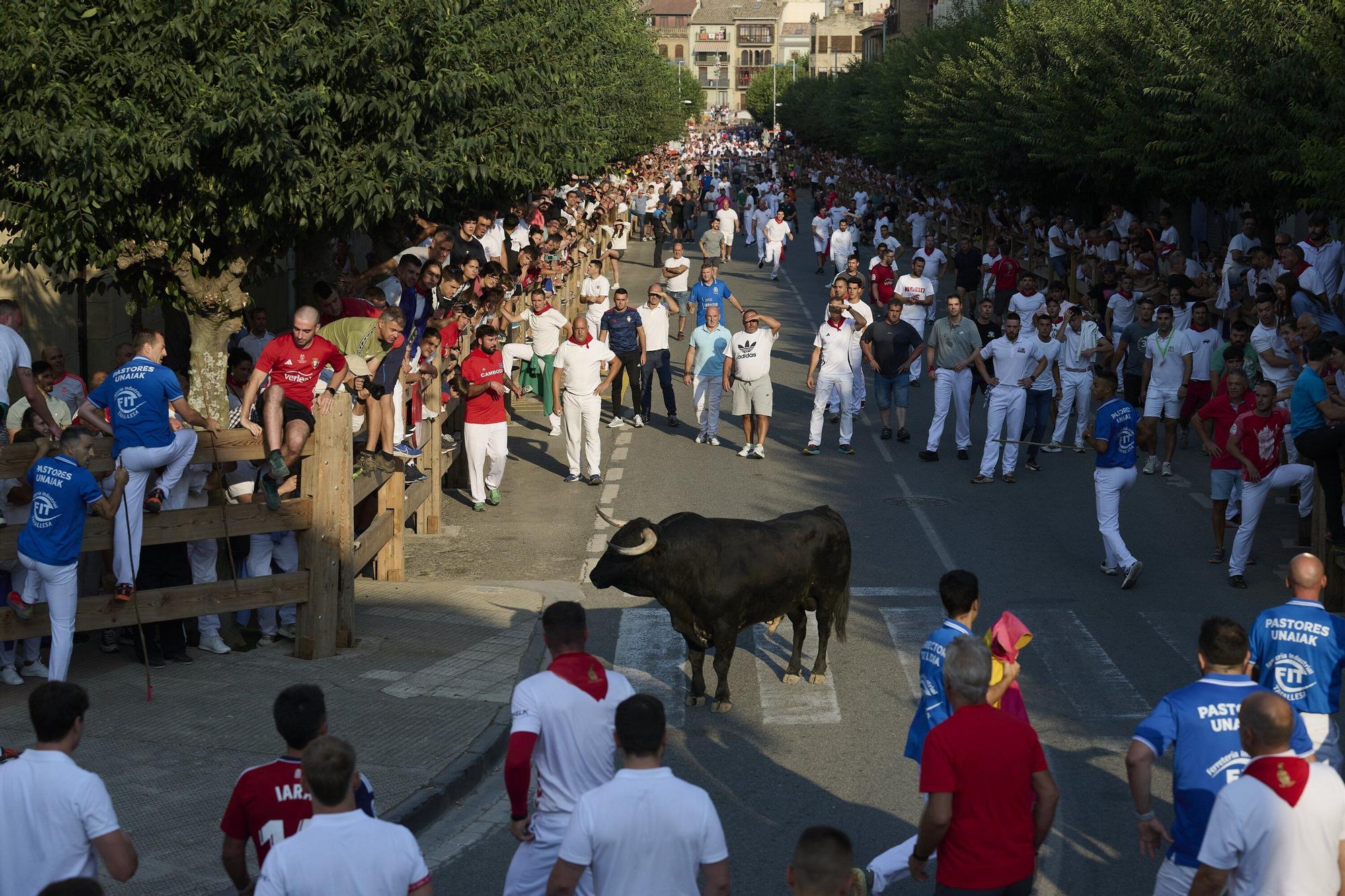 Fotos del primer encierro de fiestas de Tafalla