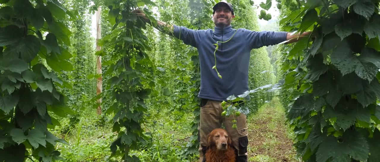 Tiempo de cosecha para el lúpulo de ‘Pepo’ en las orillas del río Urola