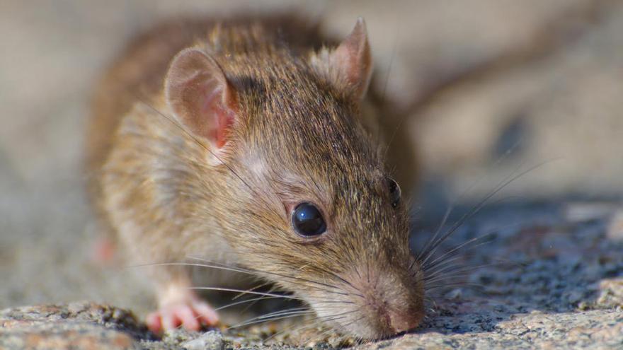 Adiós a las ratas: la verdura que los ahuyenta y que todo el mundo tiene en casa