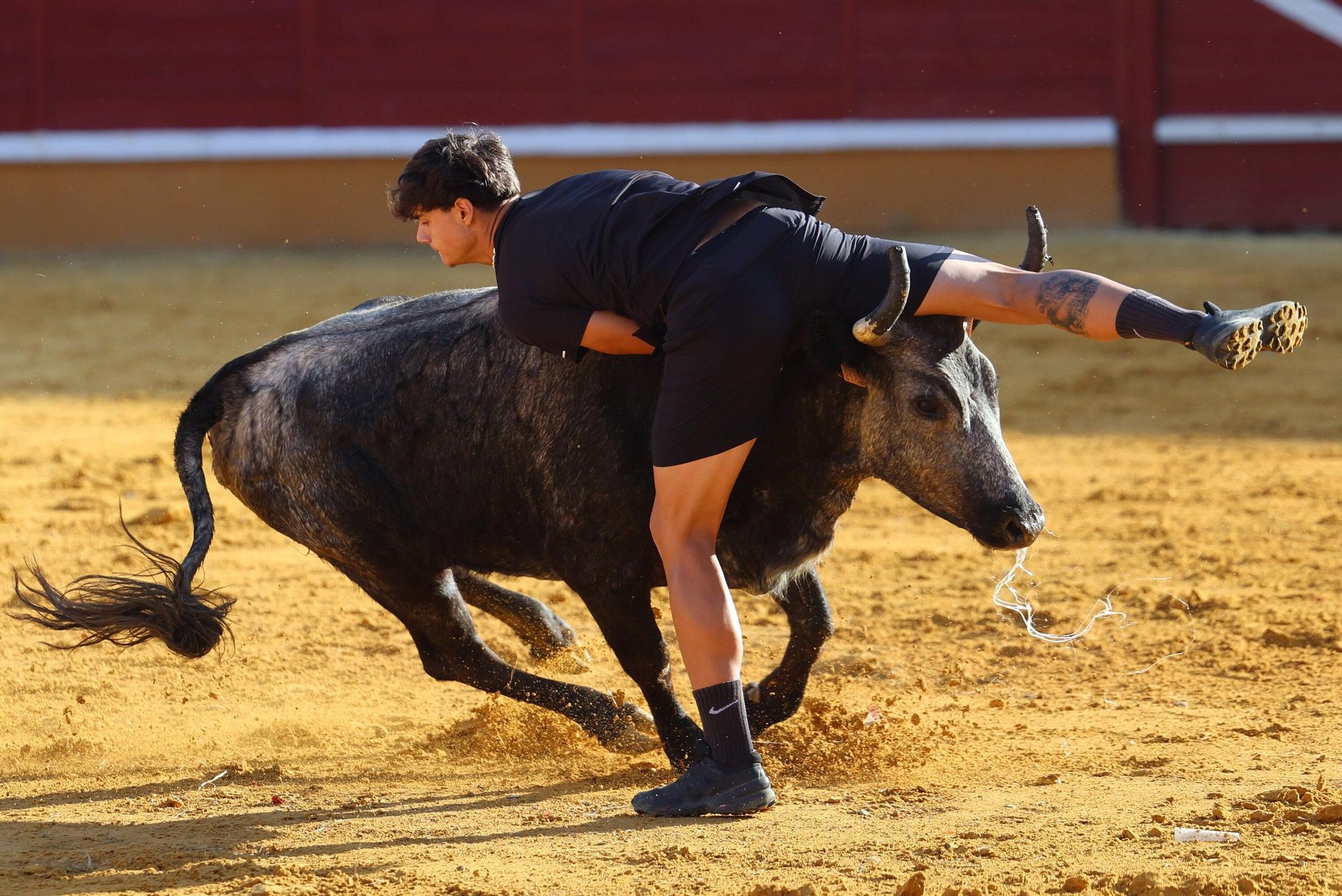 Revolcón de un mozo en las vaquillas de Tudela