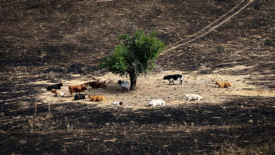 Denunciar, hacer fotos y guardar facturas: así pueden actuar los afectados por los incendios en el campo